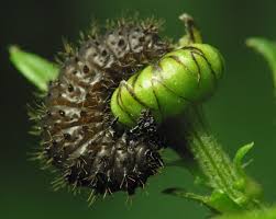 Attēlu rezultāti vaicājumam “Galeruca tanaceti”