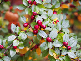 Attēlu rezultāti vaicājumam “Cotoneaster divaricatus”