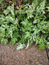 Attēlu rezultāti vaicājumam “Artemisia vulgaris”