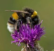 Attēlu rezultāti vaicājumam “Bombus terrestris”