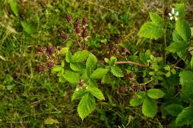 Attēlu rezultāti vaicājumam “Rubus nessensis”