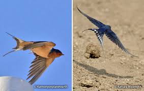 Attēlu rezultāti vaicājumam “Hirundo rustica adult”