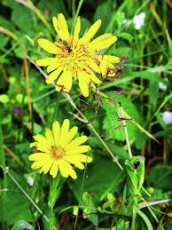Attēlu rezultāti vaicājumam “Tragopogon pratensis subsp. pratensis flower”