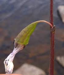 Attēlu rezultāti vaicājumam “Lobelia dortmanna bud”