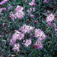 Image result for Dianthus superbus