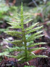 Attēlu rezultāti vaicājumam “Cirriphyllum piliferum”