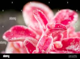 Attēlu rezultāti vaicājumam “Exobasidiales”