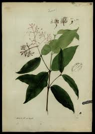 Attēlu rezultāti vaicājumam “Rubiaceae”