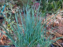Attēlu rezultāti vaicājumam “Allium schoenoprasum fruit”