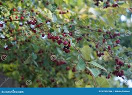 Attēlu rezultāti vaicājumam “Cotoneaster multiflorus fruit”
