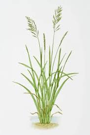 Attēlu rezultāti vaicājumam “Glyceria maxima”