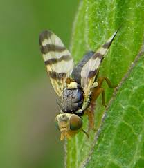 Attēlu rezultāti vaicājumam “Urophora jaceana”
