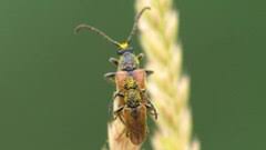 Attēlu rezultāti vaicājumam “Pseudovadonia livida”