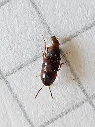 Attēlu rezultāti vaicājumam “Sepedophilus sp.”