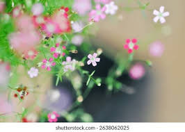 Attēlu rezultāti vaicājumam “Gypsophila muralis flower”