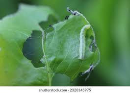 Attēlu rezultāti vaicājumam “Operophtera”