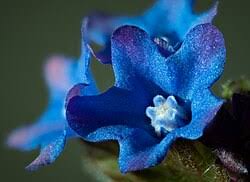 Attēlu rezultāti vaicājumam “Anchusa arvensis flower”