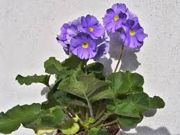 Image result for Primula obconica