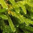 Attēlu rezultāti vaicājumam “Serpoleskea subtilis”