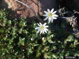 Attēlu rezultāti vaicājumam “Stellaria palustris flower”