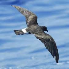 Image result for Oceanodroma castro