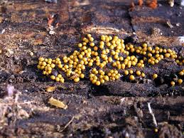 Attēlu rezultāti vaicājumam “Trichia varia”