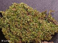 Attēlu rezultāti vaicājumam “Hypnum cupressiforme sporophyte”