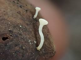 Attēlu rezultāti vaicājumam “Hymenoscyphus fructigenus var. coryli”