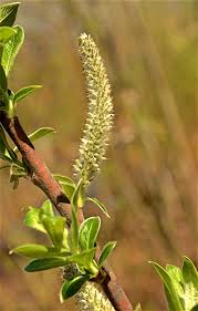Attēlu rezultāti vaicājumam “Salix aurita flower”