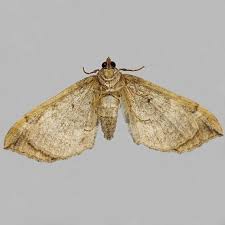 Attēlu rezultāti vaicājumam “Pelurga comitata”