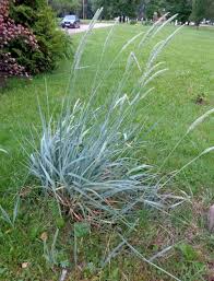 Attēlu rezultāti vaicājumam “Leymus arenarius”