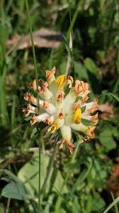 Attēlu rezultāti vaicājumam “Anthyllis arenaria flower”