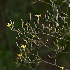 Attēlu rezultāti vaicājumam “Mycelis muralis flower”