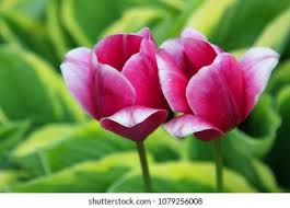 Attēlu rezultāti vaicājumam “Scardia boletella pupa”