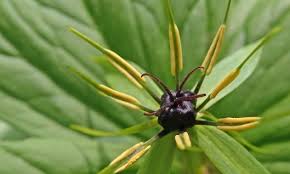 Attēlu rezultāti vaicājumam “Paris quadrifolia bud”