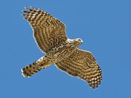 Image result for Goshawks G C