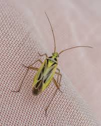 Attēlu rezultāti vaicājumam “Stenotus binotatus”