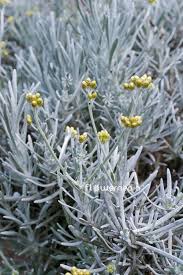 Image result for Helichrysum lindleyii