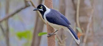 Attēlu rezultāti vaicājumam “Corvidae”