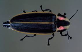 Image result for Fareham Fireflys Yc