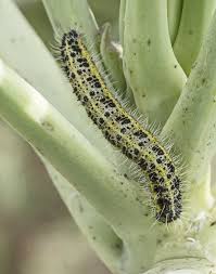Attēlu rezultāti vaicājumam “Pieris brassicae larva”