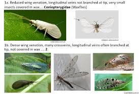 Attēlu rezultāti vaicājumam “Neuroptera”