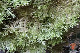 Attēlu rezultāti vaicājumam “Neckera complanata sporophyte”