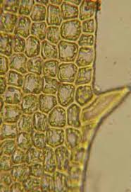 Attēlu rezultāti vaicājumam “Polytrichastrum pallidisetum cells”