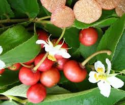 Attēlu rezultāti vaicājumam “Trifolium montanum fruit”