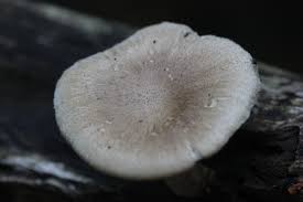 Attēlu rezultāti vaicājumam “Polyporus ciliatus”