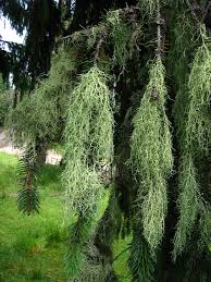 Attēlu rezultāti vaicājumam “Evernia divaricata”