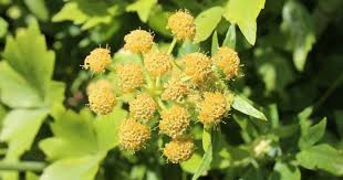 Attēlu rezultāti vaicājumam “Levisticum officinale leaf”