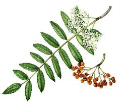 Attēlu rezultāti vaicājumam “Sorbus aucuparia”