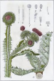 Image result for Onopordum acanthium